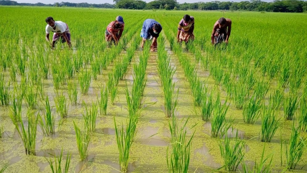 কৃষকের ন্যায্যমূল্য নিশ্চিত করতে হবে